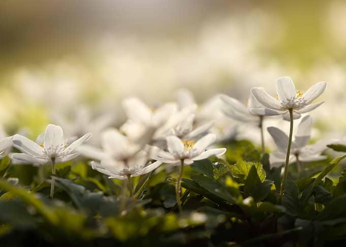 Delicate white anemone flowers in soft light