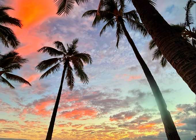 Hawaiian Palm Tree Sunset