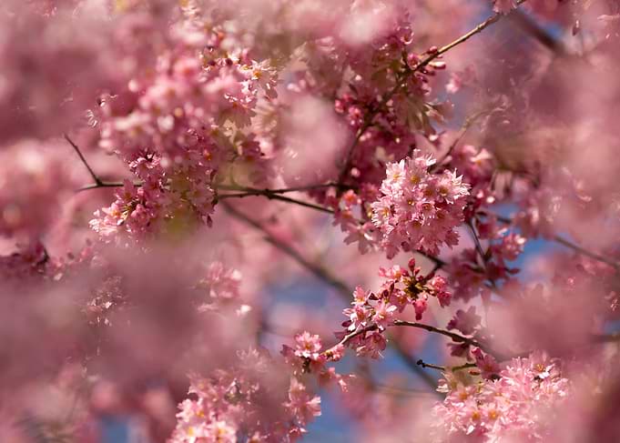 Pink Cherry Blossoms in Bloom