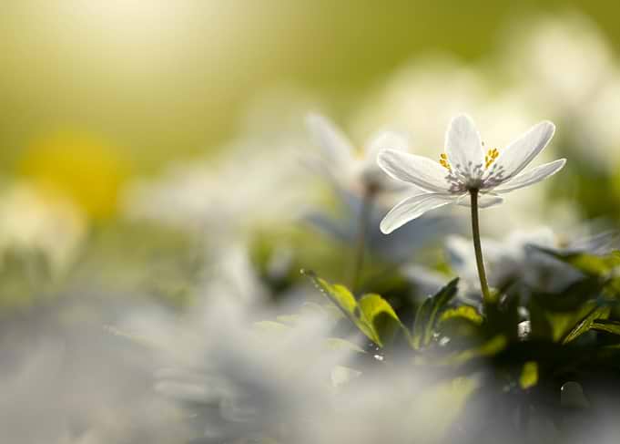Delicate white anemone flower in sunlight