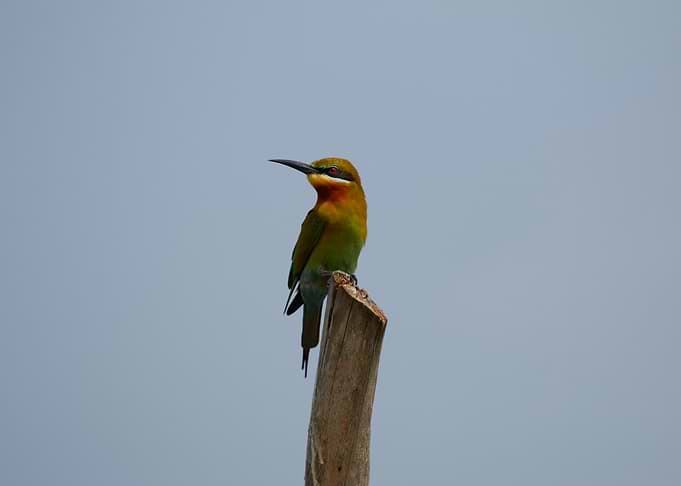 Bee-eater