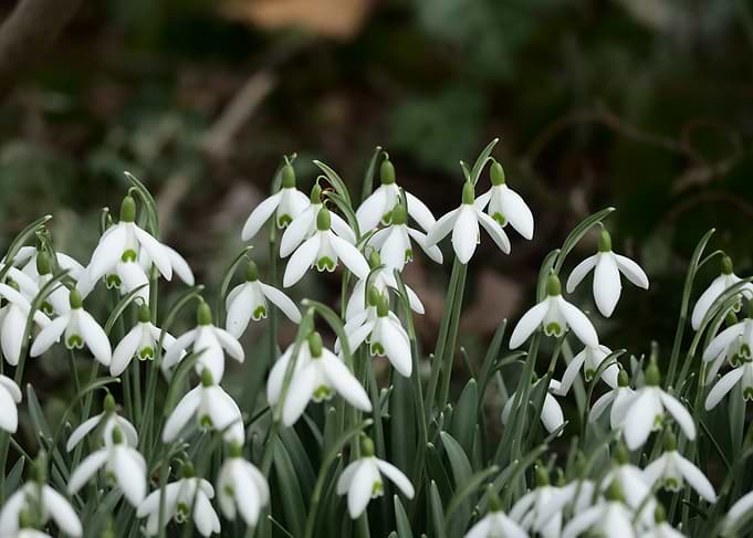 Cluster of Snowdrop Flowers