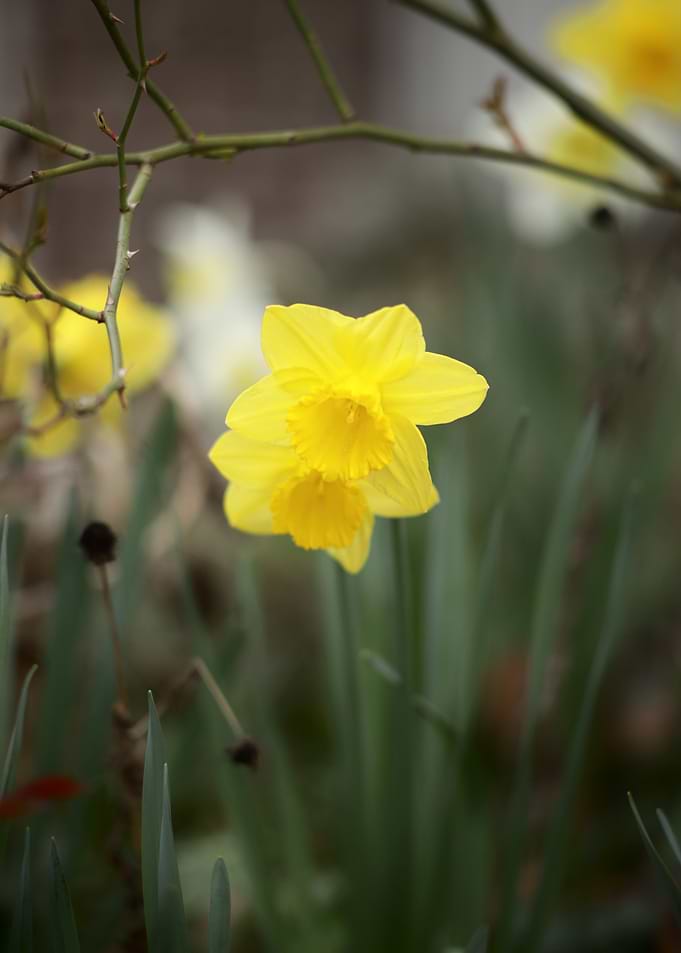 Yellow Daffodil Flower in Bloom