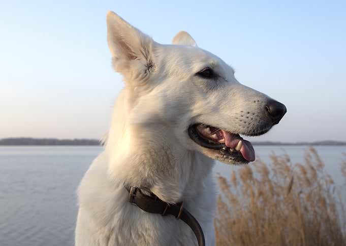 White German Shepherd Bo by the Water
