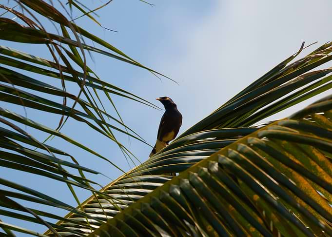 Bird on a Palm Tree