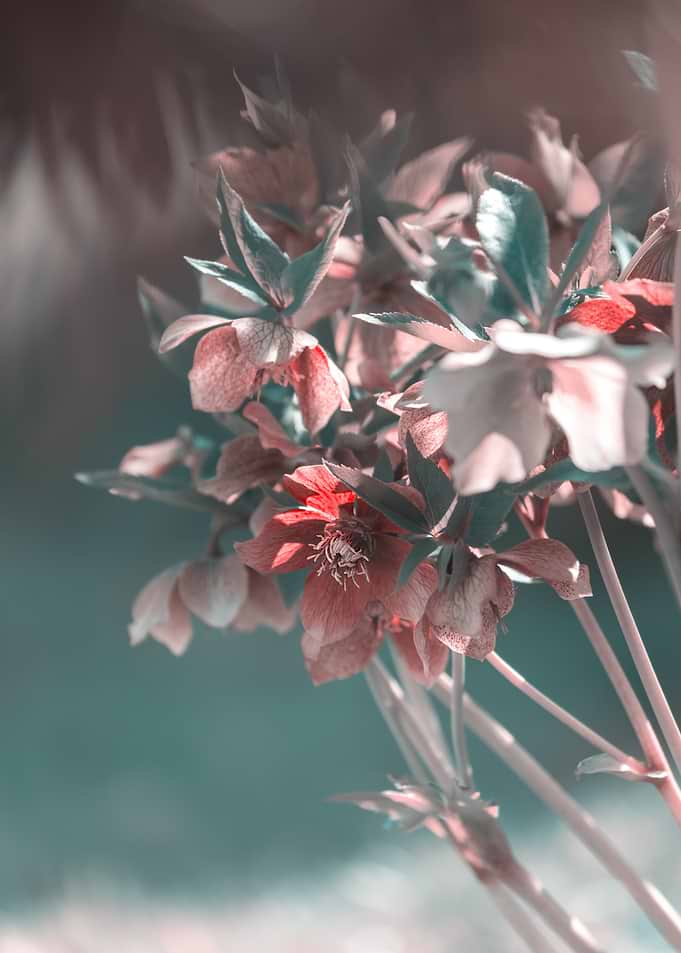 Close-up of Pink and Teal Hellebore Flowers
