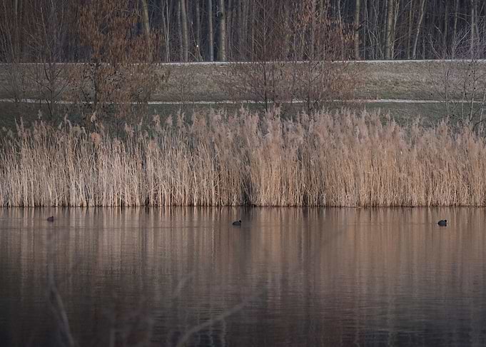 Ducks on a calm lake with reeds