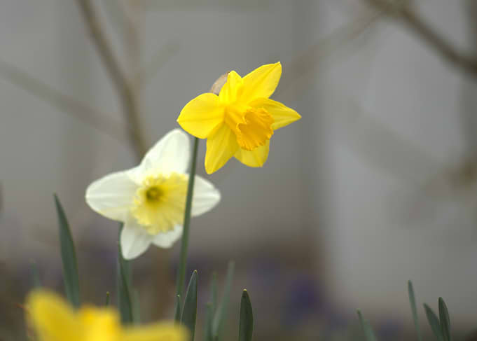 Daffodils in Bloom