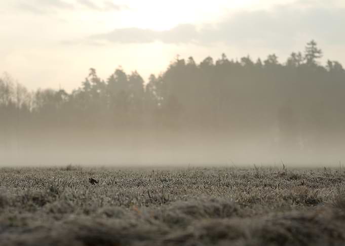 Misty Field with Bird at Sunrise