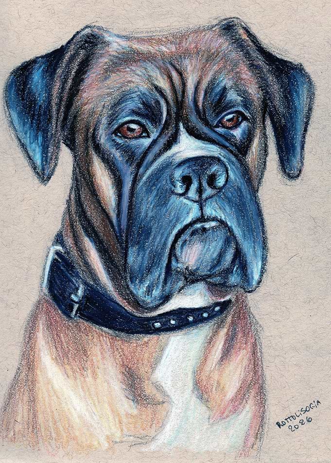 Boxer Dog Portrait
