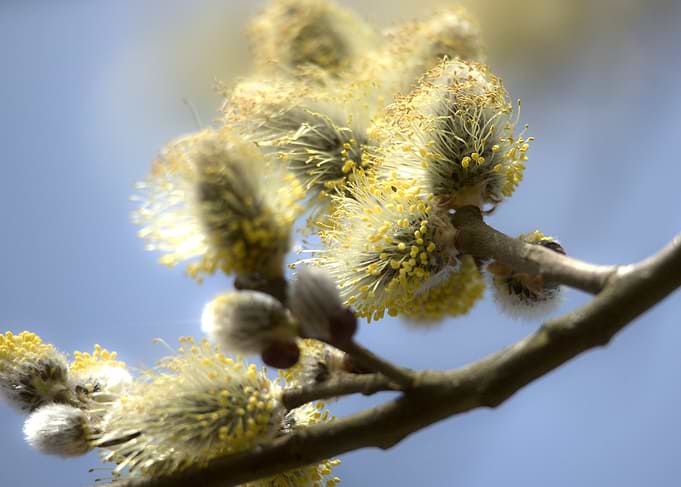 Pussy Willow Branches in Bloom