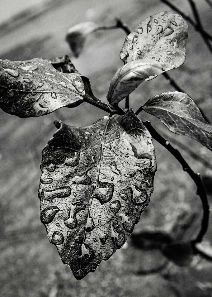 Raindrops on Autumn Leaves