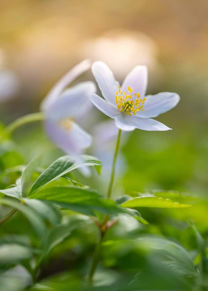 Delicate white wood anemone flower