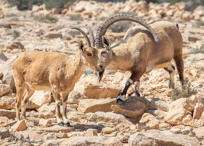 Two Ibex Goats in Rocky Desert