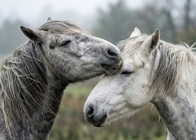 Two horses nuzzling in fog