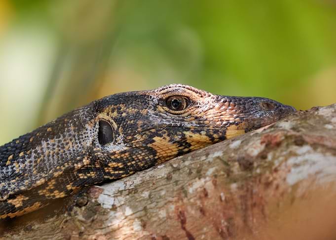 Monitor Lizard