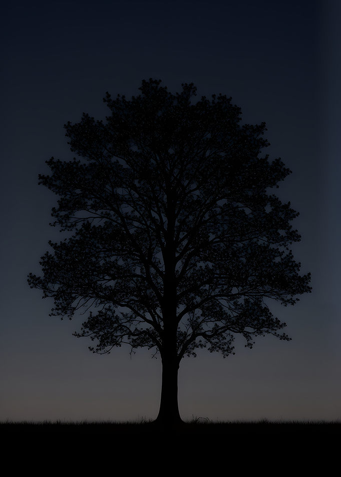 Silhouette of a lone tree at dusk