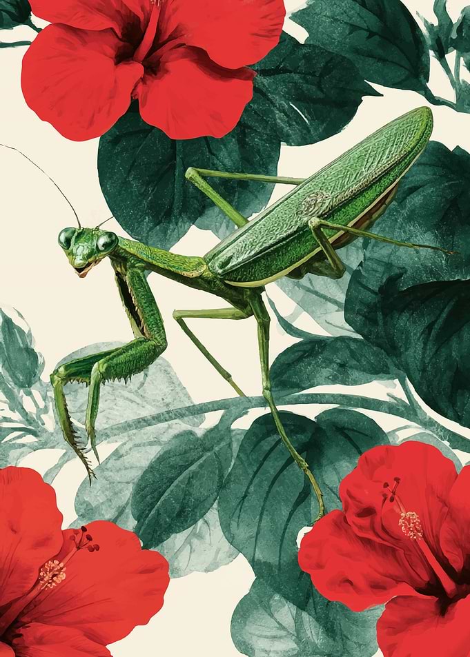 Green Praying Mantis on Hibiscus Flowers