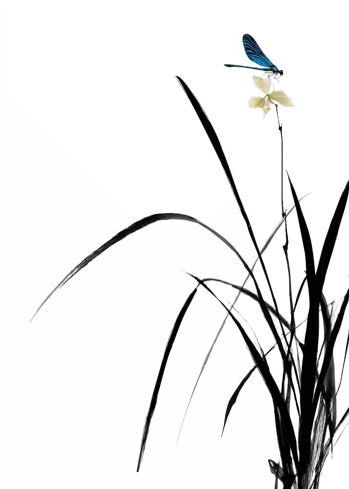 Dragonfly on Orchid