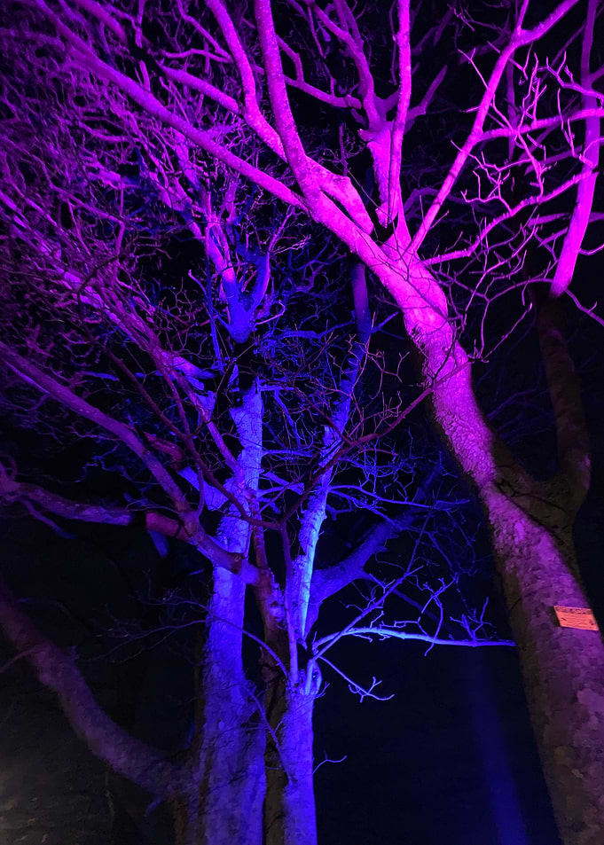 TV Girl Colored trees