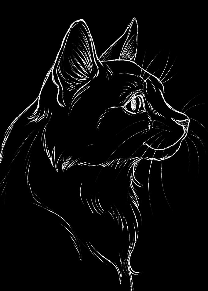 White Cat Sketch on Black Background