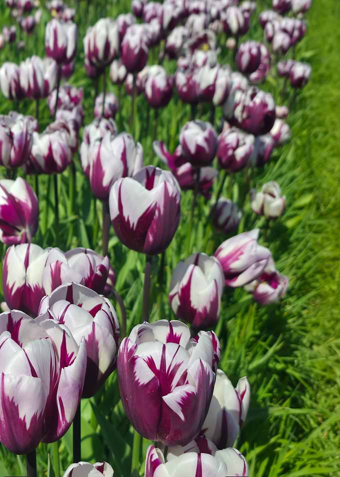 Purple and White Bicolored Tulips