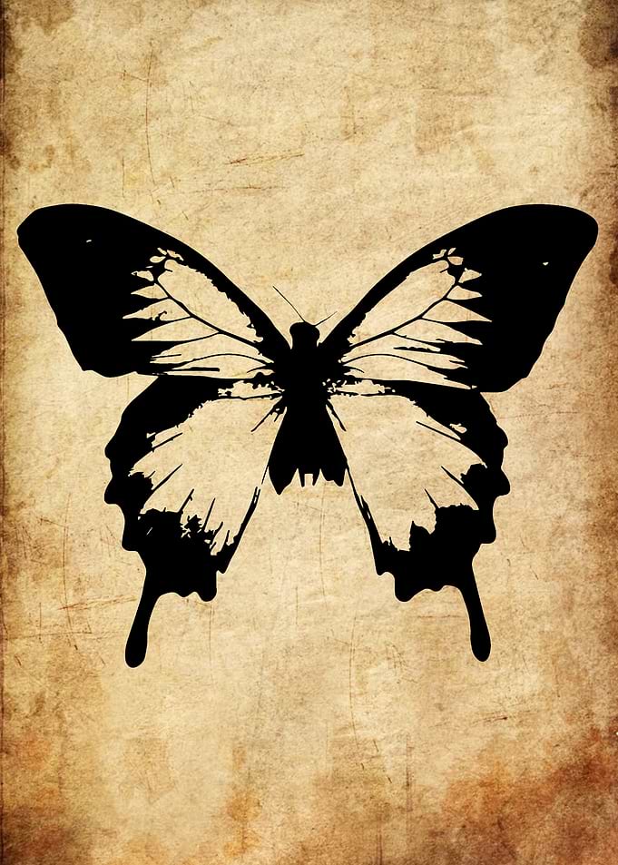 Black Butterfly on Textured Background