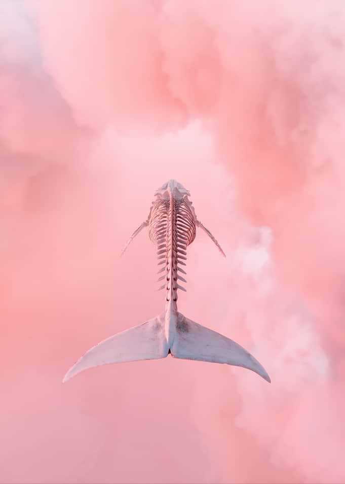 Whale Skeleton in Pink Clouds