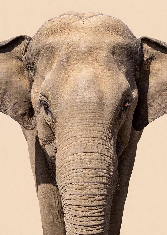 Close-up of an elephant's face