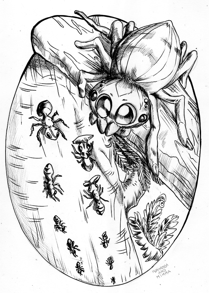 Herbivorous spider