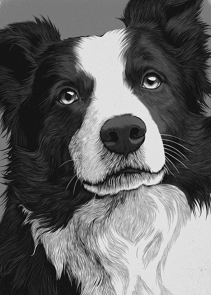 Border Collie Dog Portrait