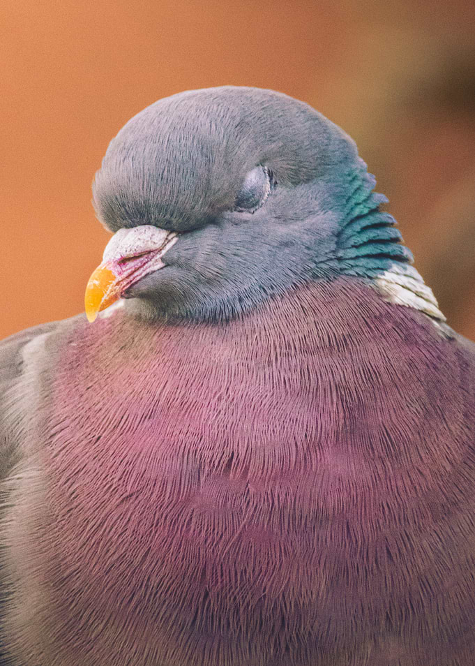 Close-up of a sleeping pigeon