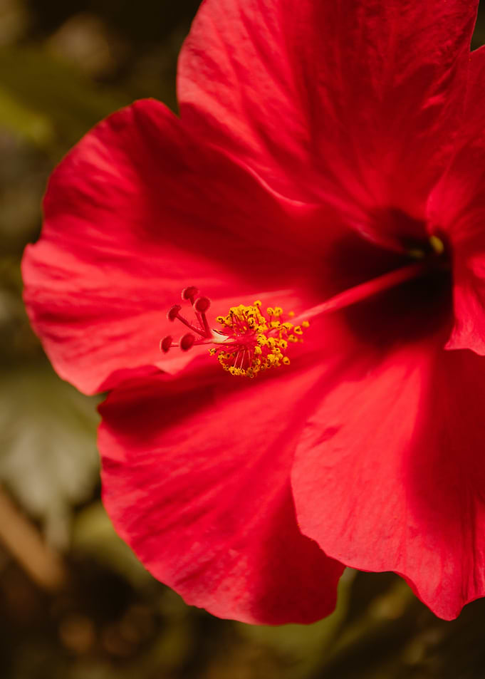 Close-up of a Red Hibiscus Flower