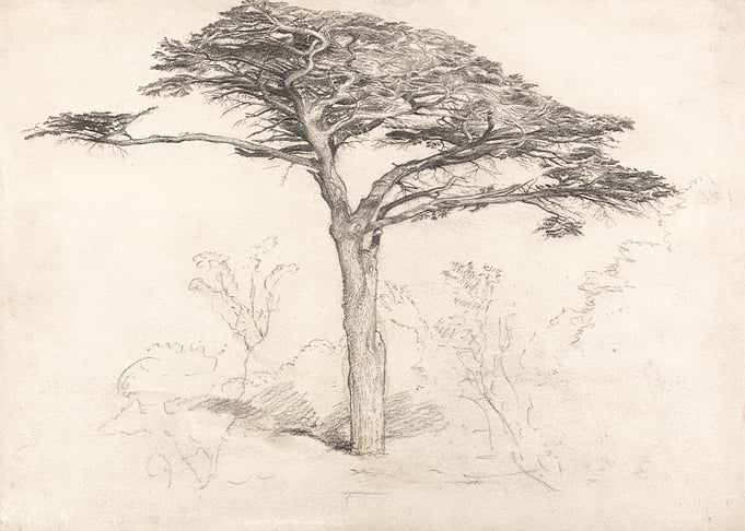 Pencil Sketch of a Lone Tree