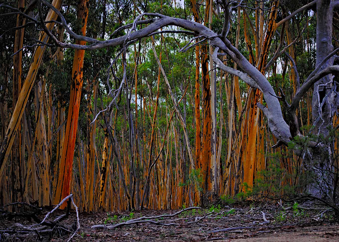 You Yangs in the last light of the day