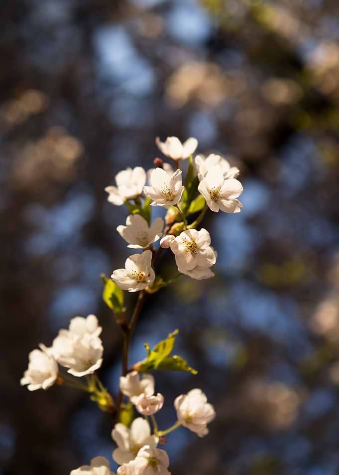 Delicate White Cherry Blossoms on a Branch
