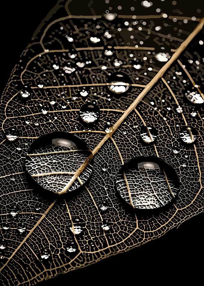 Water Droplets on a Skeleton Leaf