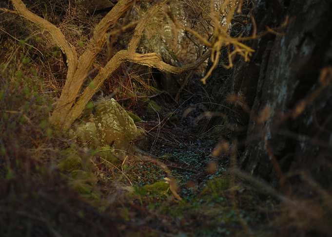 Overgrown forest path with rocks and trees