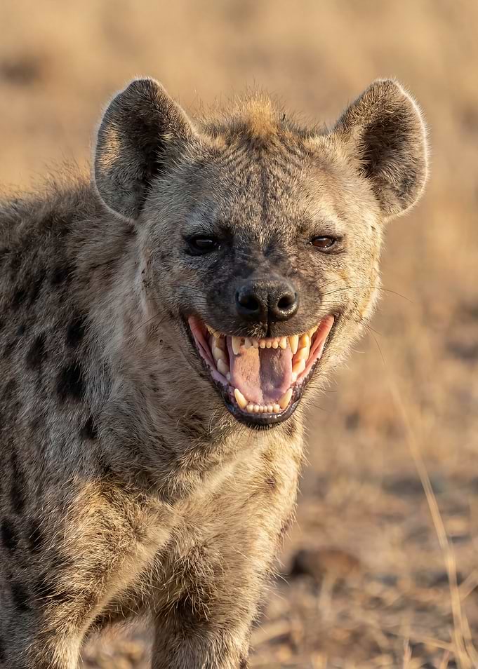 Hyena with mouth open laughing