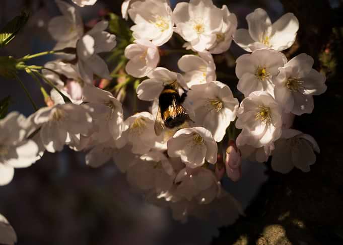 Bumblebee on Cherry Blossoms