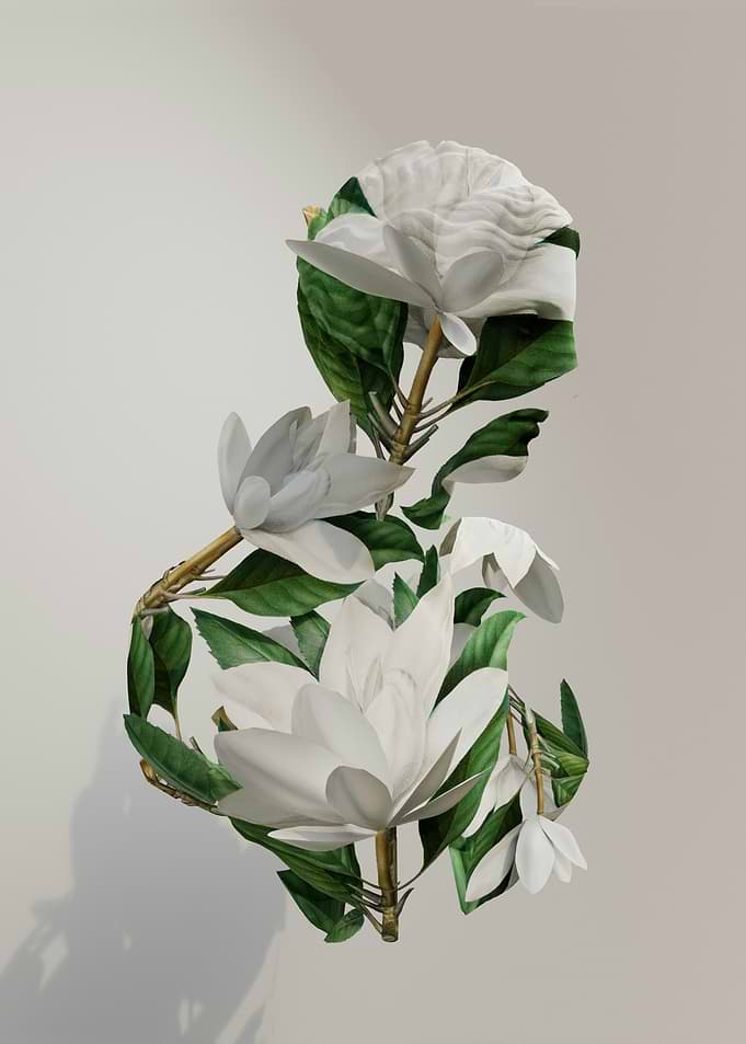 White Magnolia Flowers and Leaves