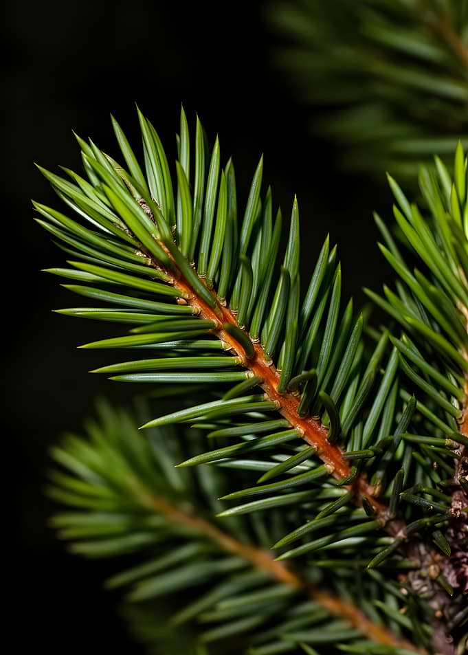 Close-up of a Pine Tree Branch