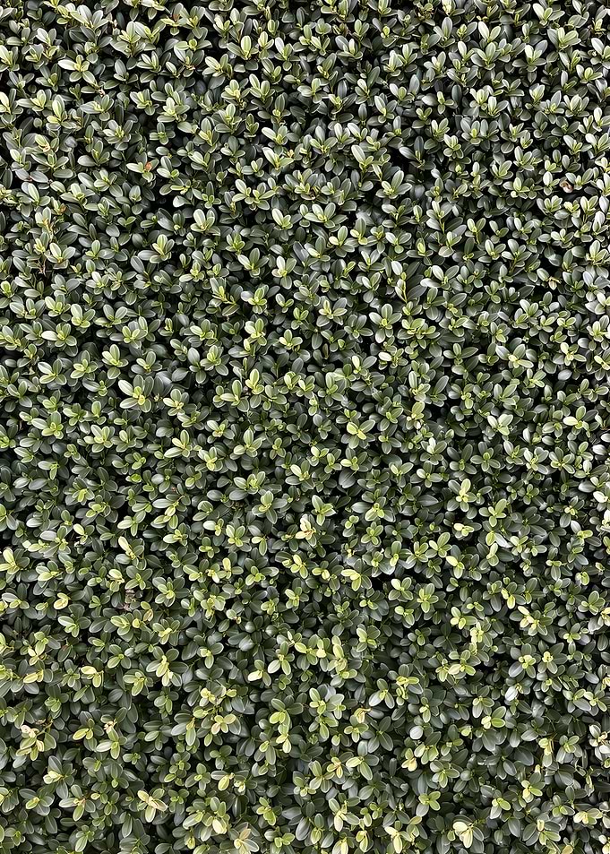 Dense Green Hedge Background