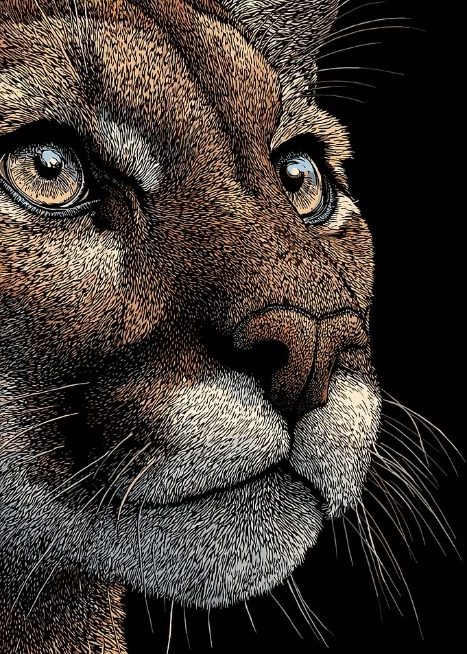 Close-up of a Cougar's Face