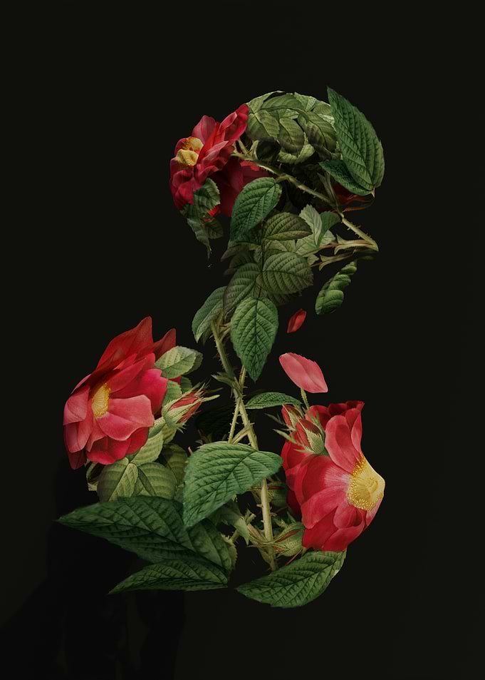 Floral Silhouette of a Woman