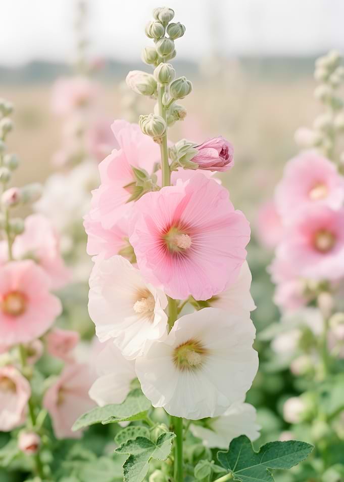 Pink and White Hollyhocks in Bloom