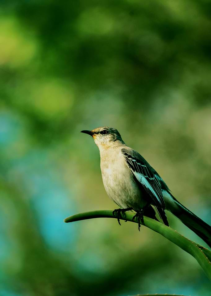 Bird perched on a green plant