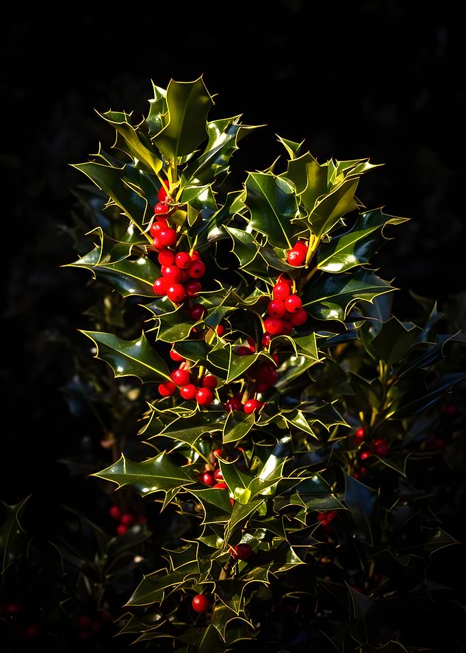 Holly bush with red berries