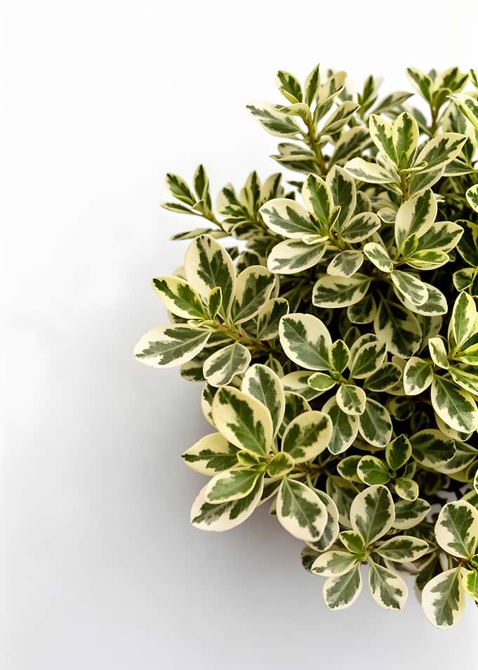 Variegated Houseplant Leaves