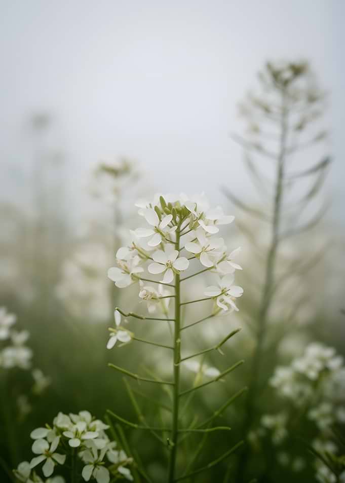 Delicate white flowers in fog